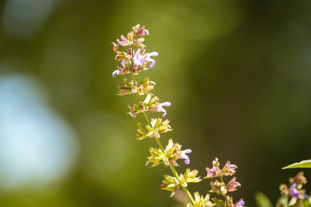 the villa lu slikanje